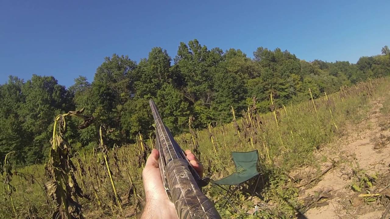 Early September 2015 Dove Hunt in Maryland (Labor Day) YouTube