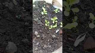 Tumbuhnya G Barengan Padhal Penanaman Dilakukan Dihari Yg Sama caramerawattanaman bibit pakcoy