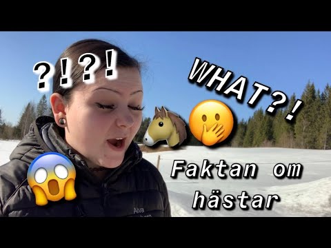 Video: De Mest Intressanta Fakta Om Arabhästar