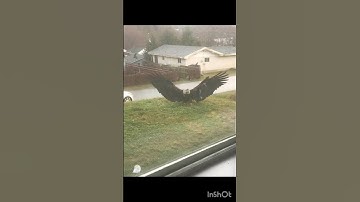 Giant Eagle captured in Brownsville, Texas. Simply majestic 🦅 😱  #shorts #eagle #birds