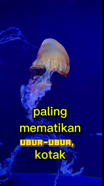 Deadly jelly fish#fishing #diving #faktaunik #sea #animals #hewan #education #pantai #ikan #jelly