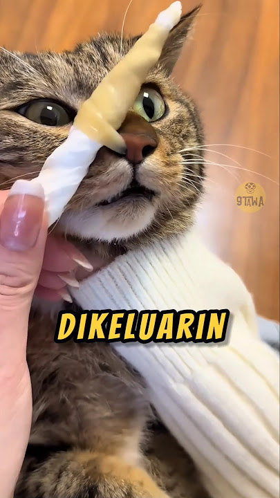 Ini SINUS atau....❓🤭 #kucing #kucinglucu #videoviral