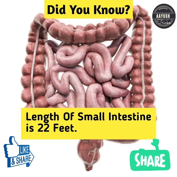 length-of-small-intestine-shorts-facts-science-neet-youtube