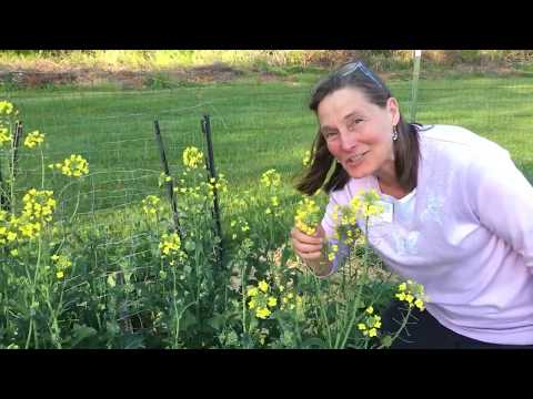 Vidéo: Informations sur le boulonnage des légumes