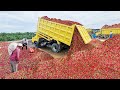 How tons of fresh red hot chili pepper are harvested and processed