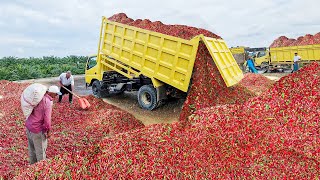 How Tons of Fresh Red Hot Chili Pepper are Harvested and Processed