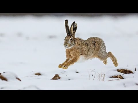 ОХОТА С ДЕДОВСКИМ РУЖЬЕМ! Тропление зайца. Охота на зайца по свежему снегу. ИЖ - 43