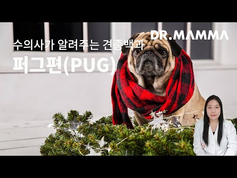 견종백과 퍼그편(pug) I 닥터맘마 수의사팀