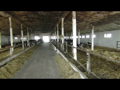 Помещение для беспривязного содержания коров. Фермерское хозяйство "Деметра-2010"