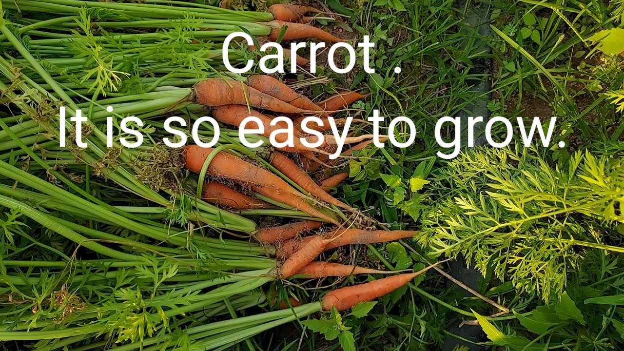 Carrot , it is so easy to grow.