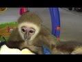 Cute baby Gibbon learns to walk