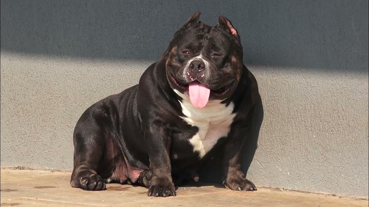 COLOR BOMB BULLIES LOFT, Rockomania pocket with extreme features blacj