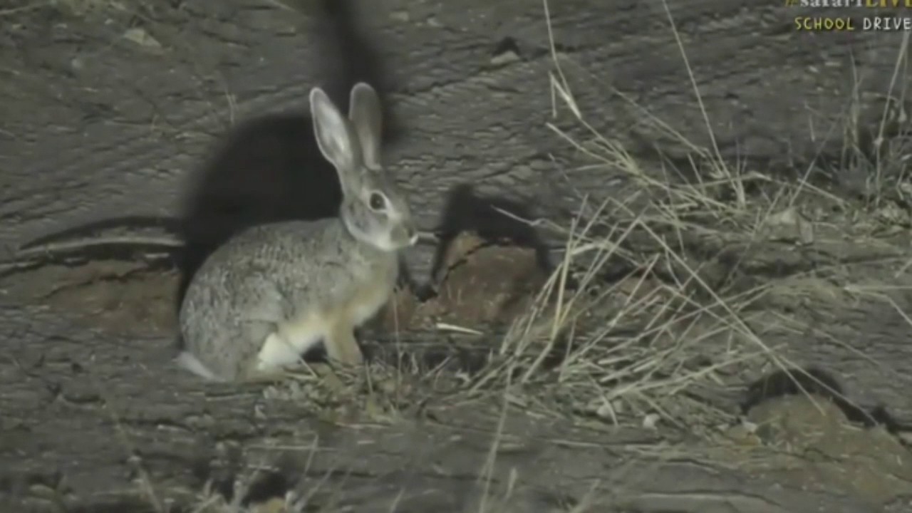 sindile faku June 19, 2017- Sunset - So Cute Little Scrub Hare foraging in the night