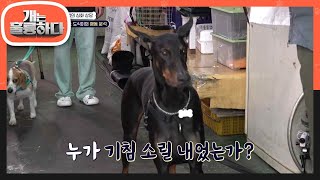 강 훈련사가 기침하자 부리나케 달려오는 가드 犬 도식이  [개는 훌륭하다/Dogs Are Incredible] | KBS 230417 방송