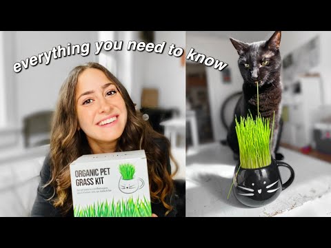 Video: What Is Cat Grass And Why Is It For These Animals