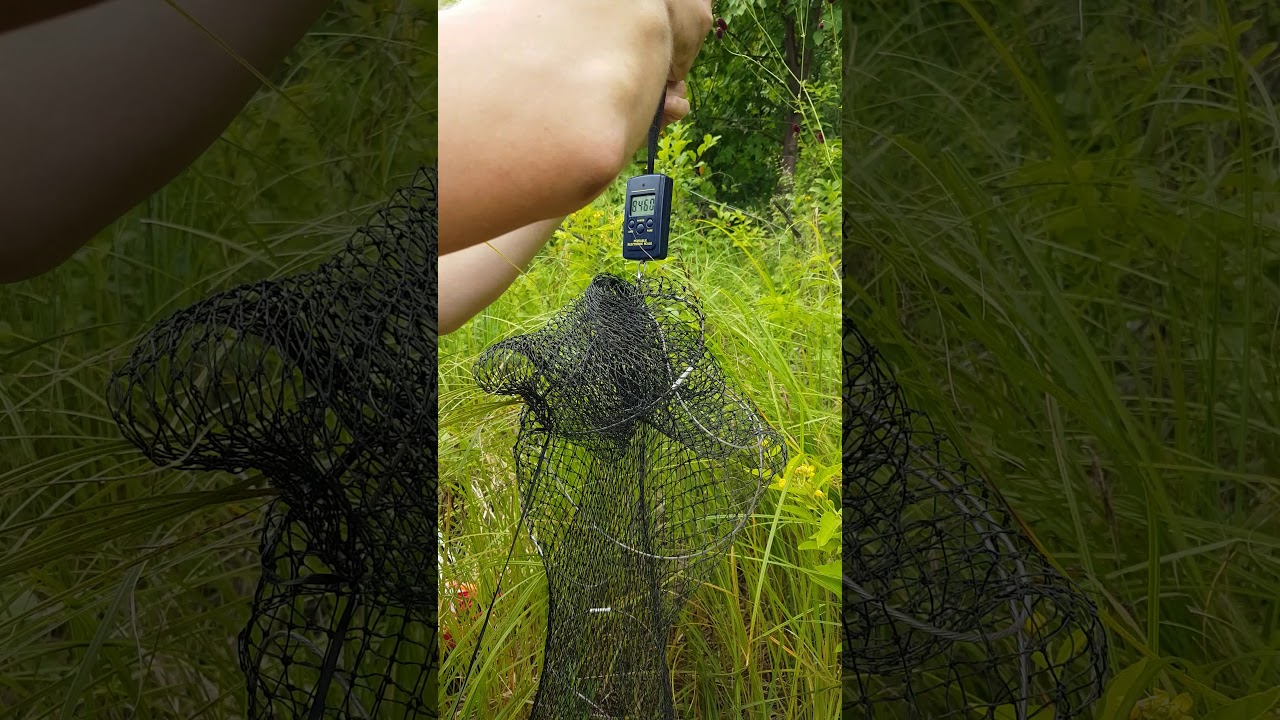 Денис рыба вес 270719