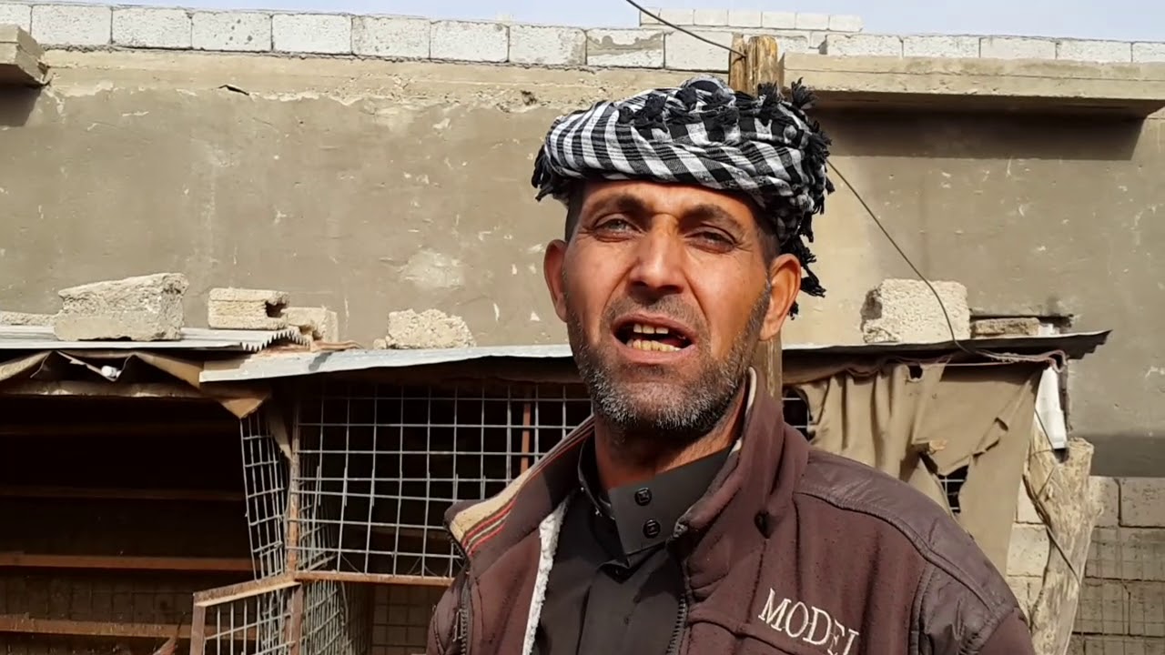 معلومات جميلة عن الدجاج الهراتي و الحمام الزاجل للمربي حسن محمود أبو نشوة