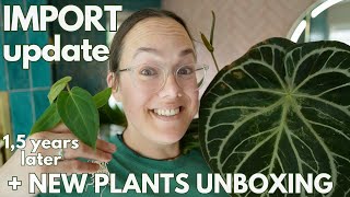 Plants from Indonesia - New Import + 1,5 year update | Plant with Roos
