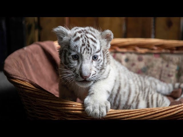 China purrs over white tiger triplets