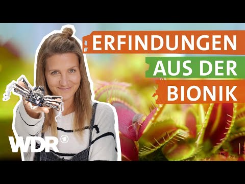 Video: Wer hat die Pflanzenklassifikation erfunden?