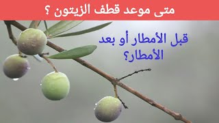 موعد قطف الزيتون : قبل أو بعد  الأمطار