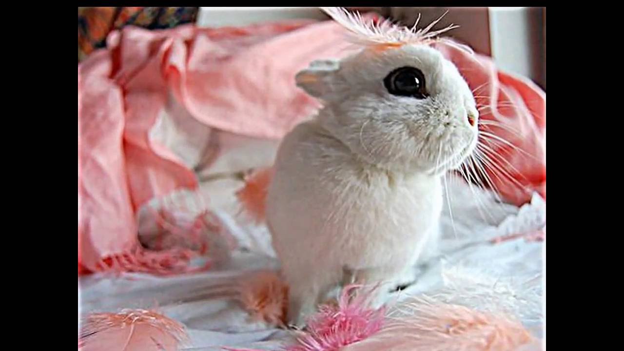 Декоративные Животные Фото