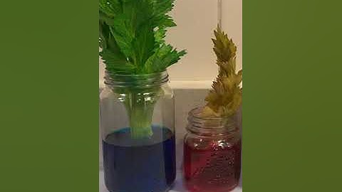 RESURRECT celery with capillary action! #shorts
