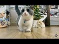 Baby Cats - Cute and Funny Cat Videos Compilation