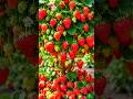 Easy and fast techniques for growing and propagating strawberry trees #garden #fruits #shorts
