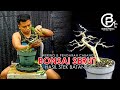bonsai serut hasil stek sisa sisa potongan cabang