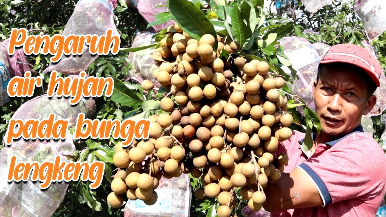 Pengaruh air hujan ke bunga lengkeng  #adyrajalengkeng  #lengkeng  #itohsuper  #newkristal