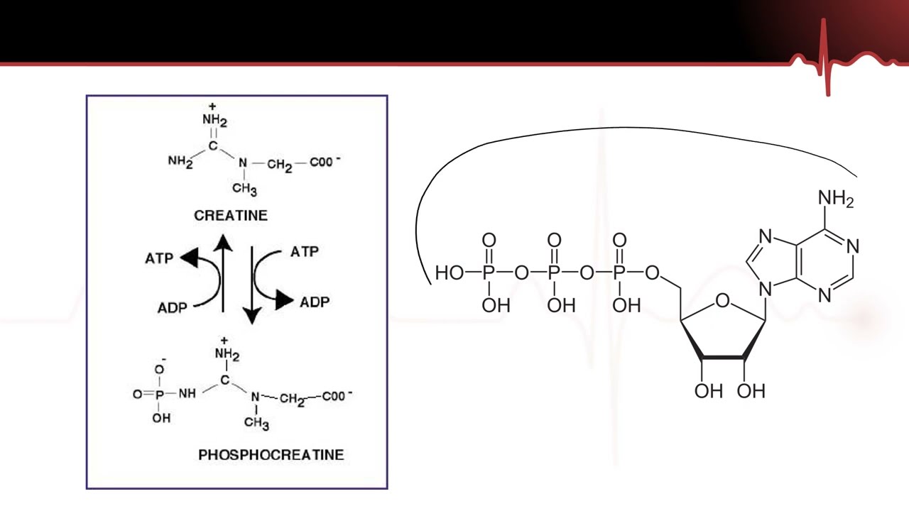 Metabolism part 3 - The ATP-PC (Phosphagen) System. Creatine Supplements.