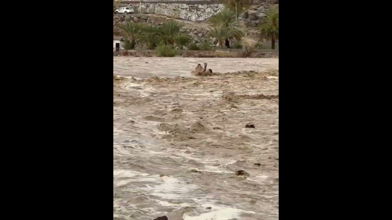 POV: I watched this brave camel fight the raging flood in Al-Quba