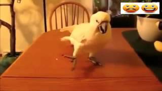 Best Funny Videos Of Animals Chasing Lasers Compilation