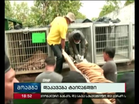 ტაილანდში ცხოველებით უკანონოდ ვაჭრობაში ეჭვმიტანილი 3 ბერი დააკევეს