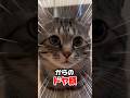 いつも「うぅん」と喋る保護猫が「ニャア」に挑戦！ #猫 #保護猫 #猫の日