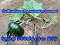 How to grow potted pumpkin බදුන්ගත වට්ටක්කා වගාව gewathu wagawa ගෙවතු වගාව kabanika gewathuwagawa