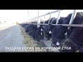 Телята и Коровы Ангуса ЗИМОЙ 2020 года