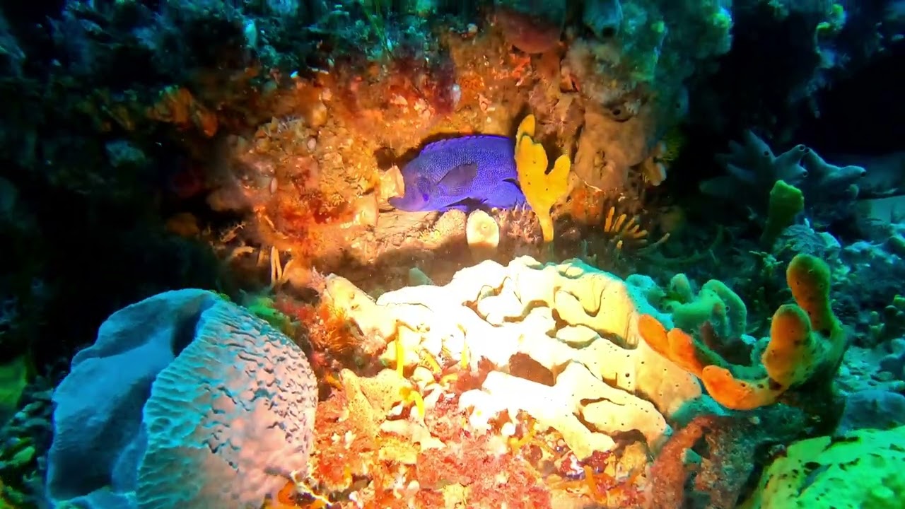 PARADISE WALL   PORT PHILLIP HEADS 25OCT25