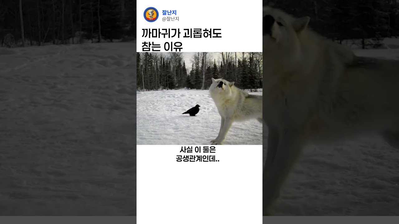 까마귀와 늑대ㄷㄷ