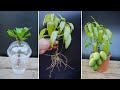 Simple method  propagate mango tree from cuttingswith onion in a glass of water