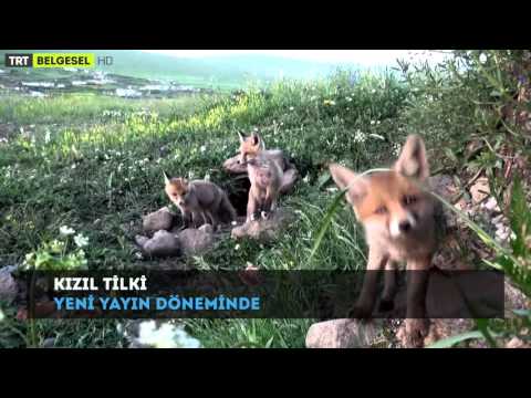 Kızıl Tilki - TRT Belgesel