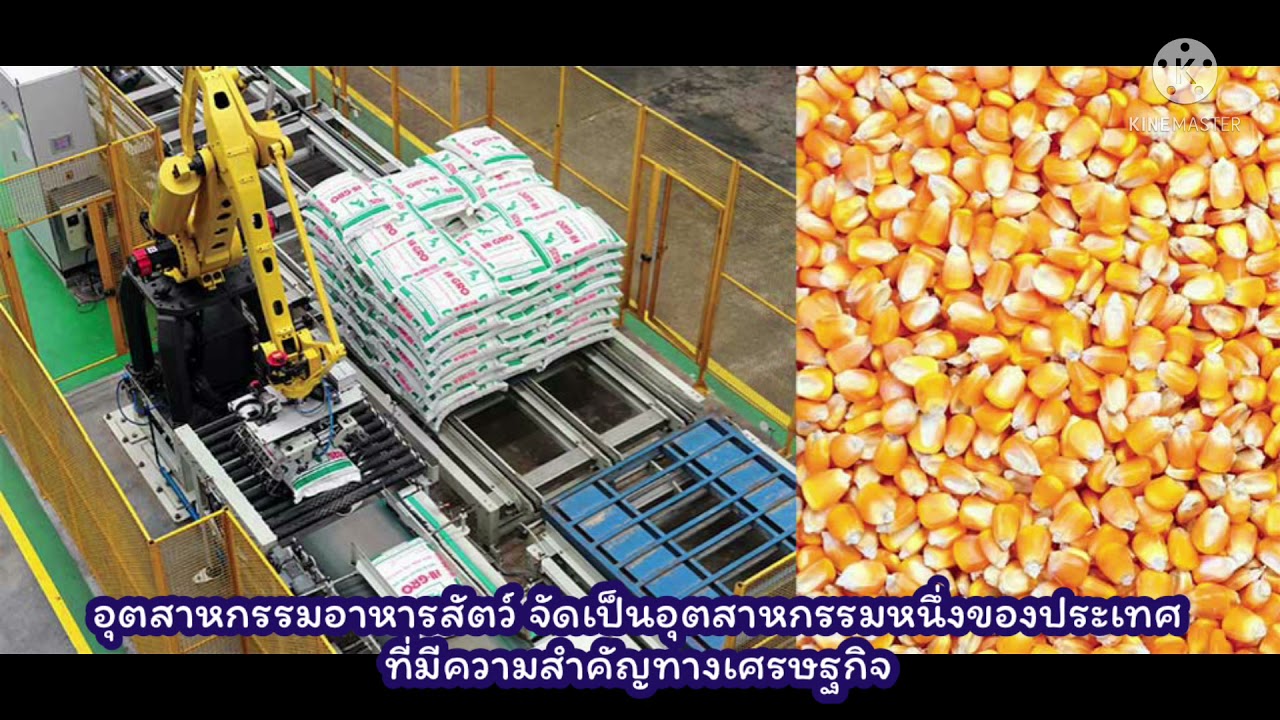 Animal Feed Making Process Animal Feed Making Process