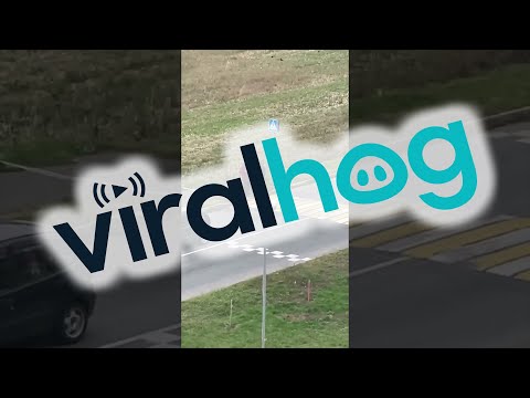 Cow Waits for Crosswalk Escort || ViralHog