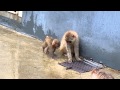 Japanese macaque baby : ニホンザルの赤ちゃん「赤ちゃんのときから学ぶチカラ関係」@上野動物園 - DSCN3876