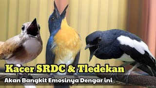TLEDEKAN GUNUNG GACOR AMPUH SEKALI BUAT PANCING EMOSI KACER DAN SRDC