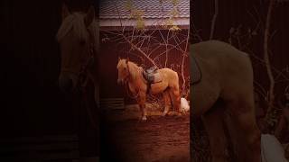 лошади #лошадки #лошади #кскорленок #конныйспорт