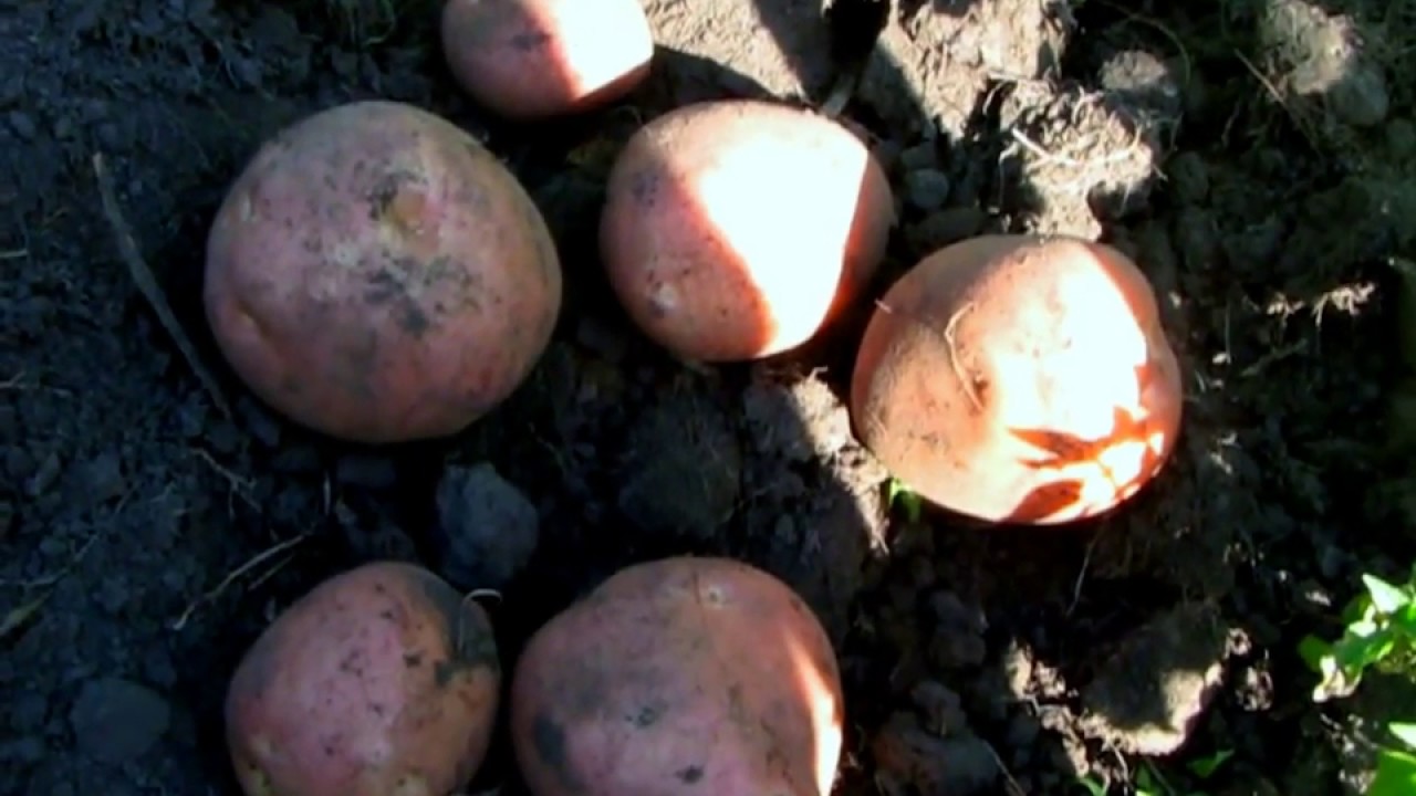 Сорт картофеля Цыганка: фото, отзывы, описание, характеристики.
