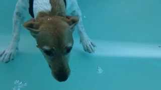 Jack Russel diving for toy