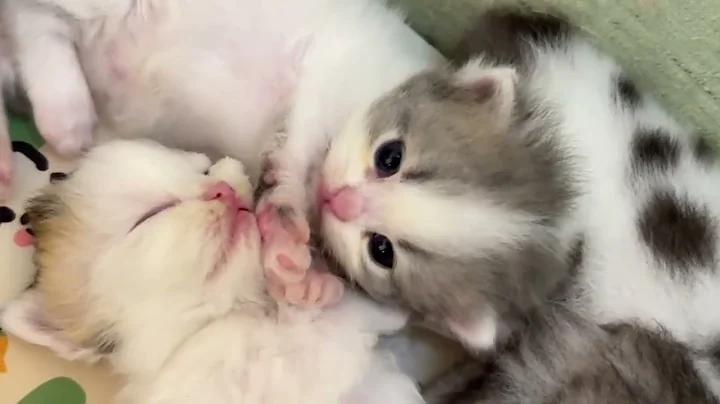 Watch the video about 10 minutes of adorable 🥰Cute cats and kittens videos to keep you smiling #5